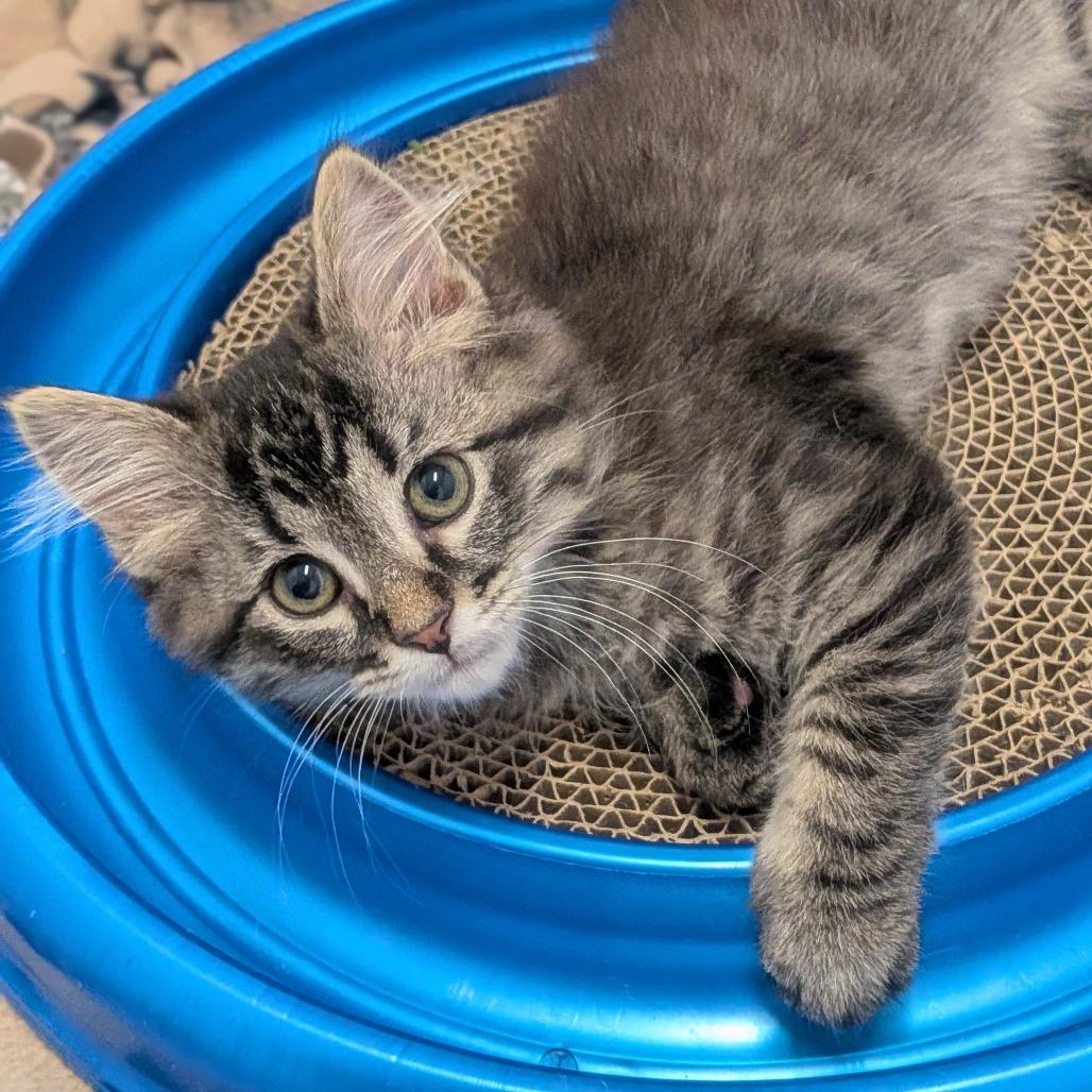Elliot, a Adoptable Domestic Short Hair in Prairie du Chien, WI image 2/3