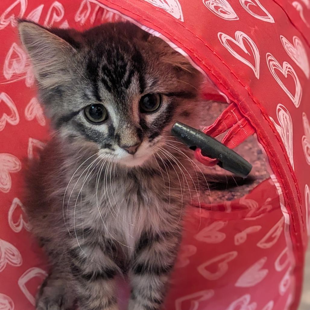 Elliot, a Adoptable Domestic Short Hair in Prairie du Chien, WI image 3/3