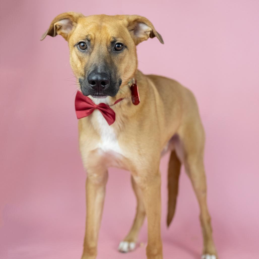 Enlarge Sprout, a Adoptable Mixed Breed in Portland, OR image 1/2