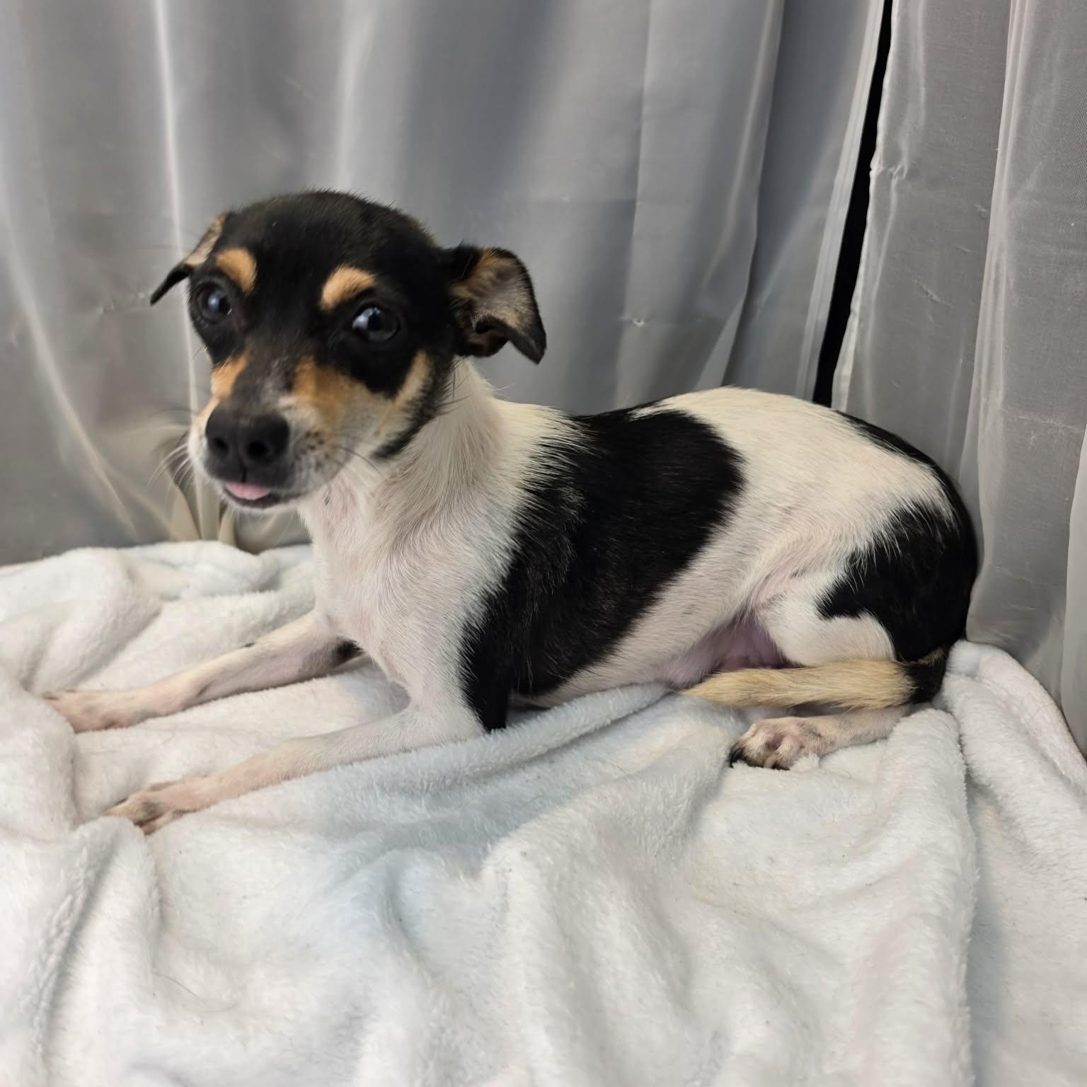 Matilda, an adopted Rat Terrier in Jackson, MI image 6/6