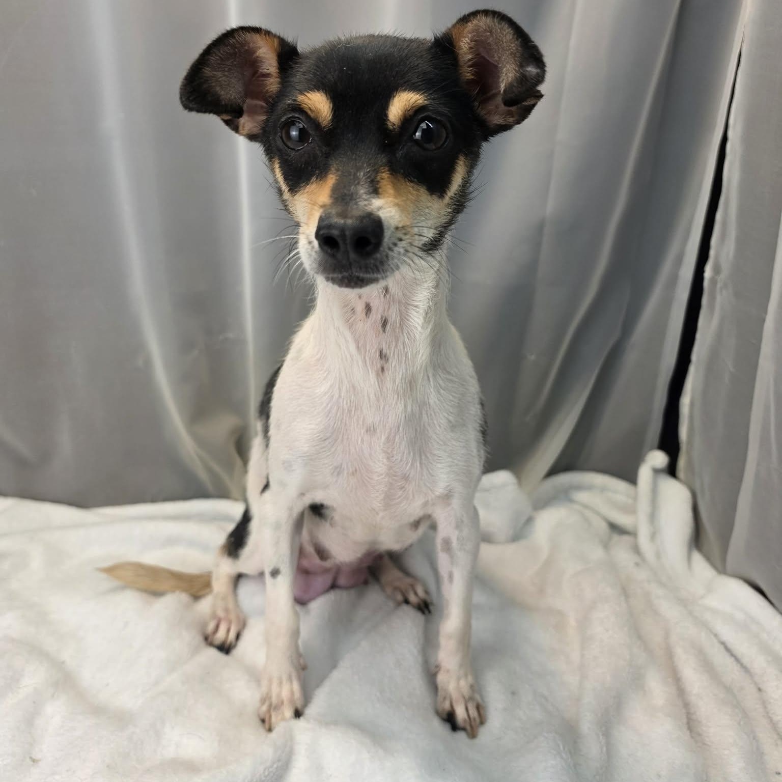 Matilda, an adopted Rat Terrier in Jackson, MI image 3/6