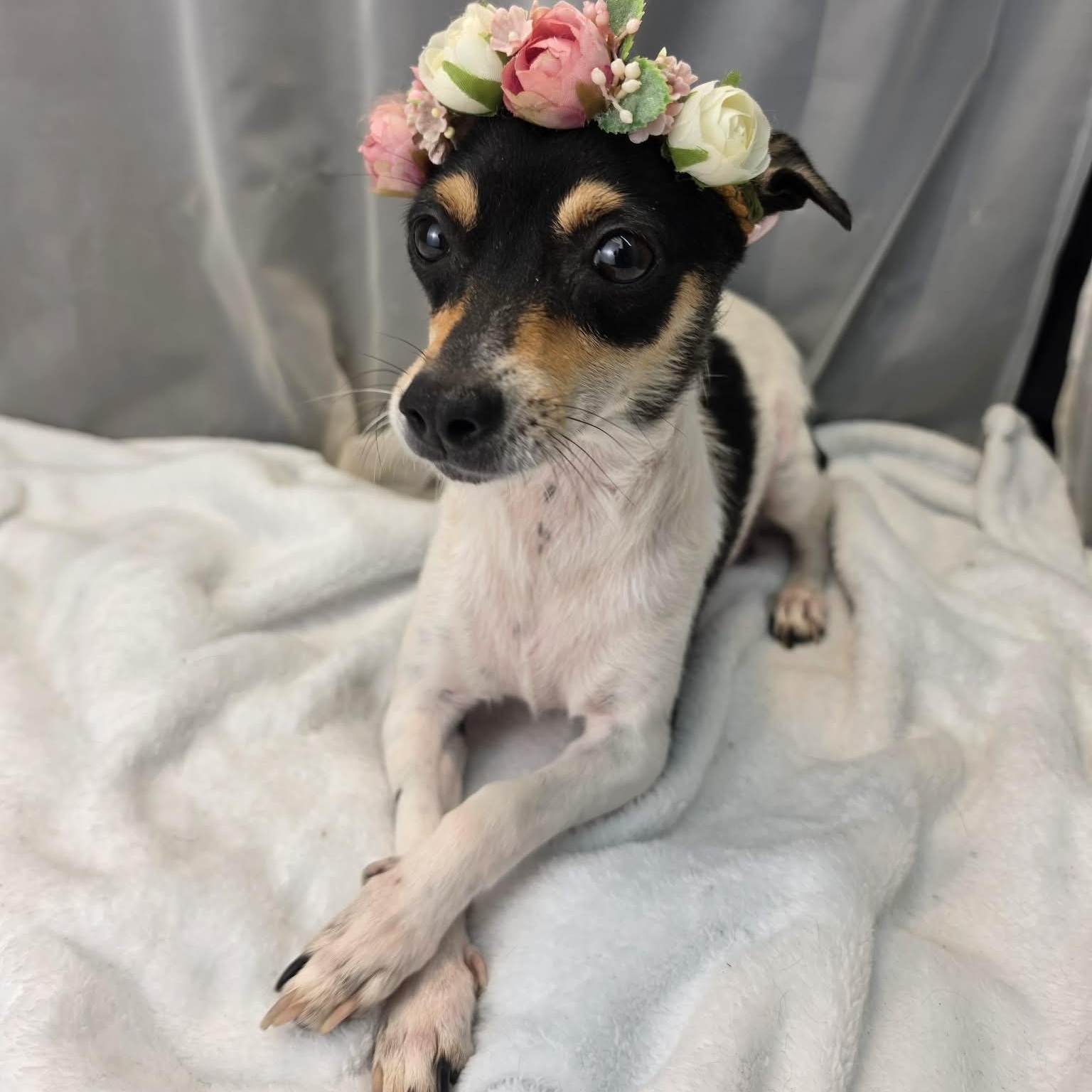 Matilda, an adopted Rat Terrier in Jackson, MI image 1/6