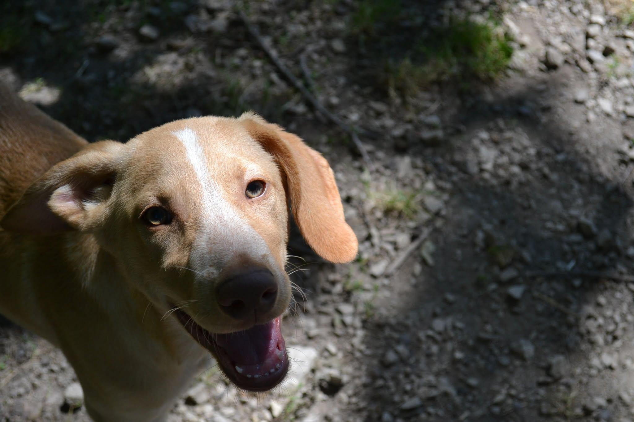 Woody, Adoptable, Puppy Male Mixed Breed.
