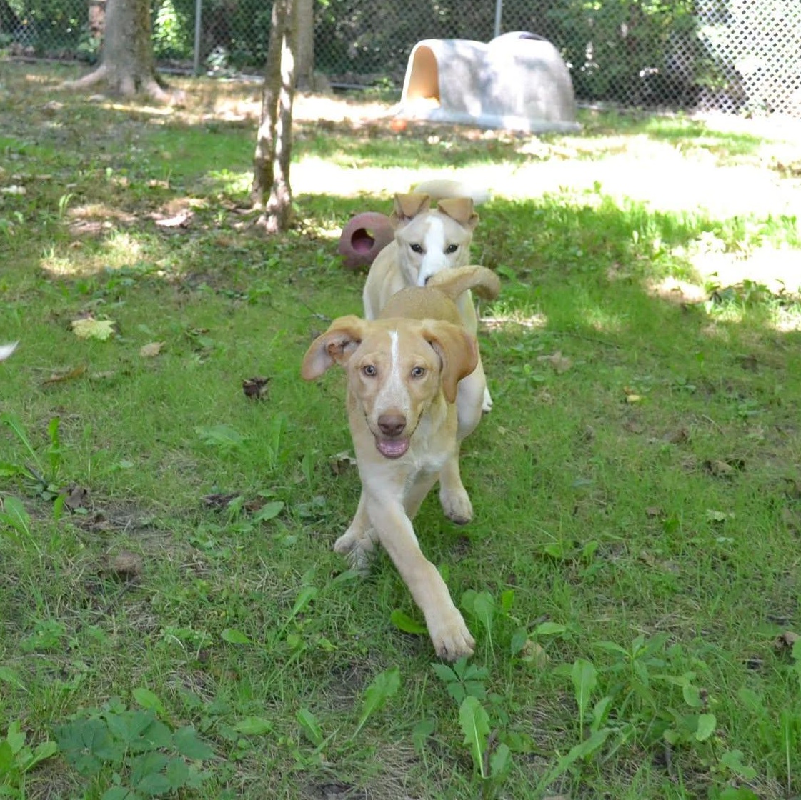 Woody, a Adoptable mixed breed in Chardon, OH image 4/6