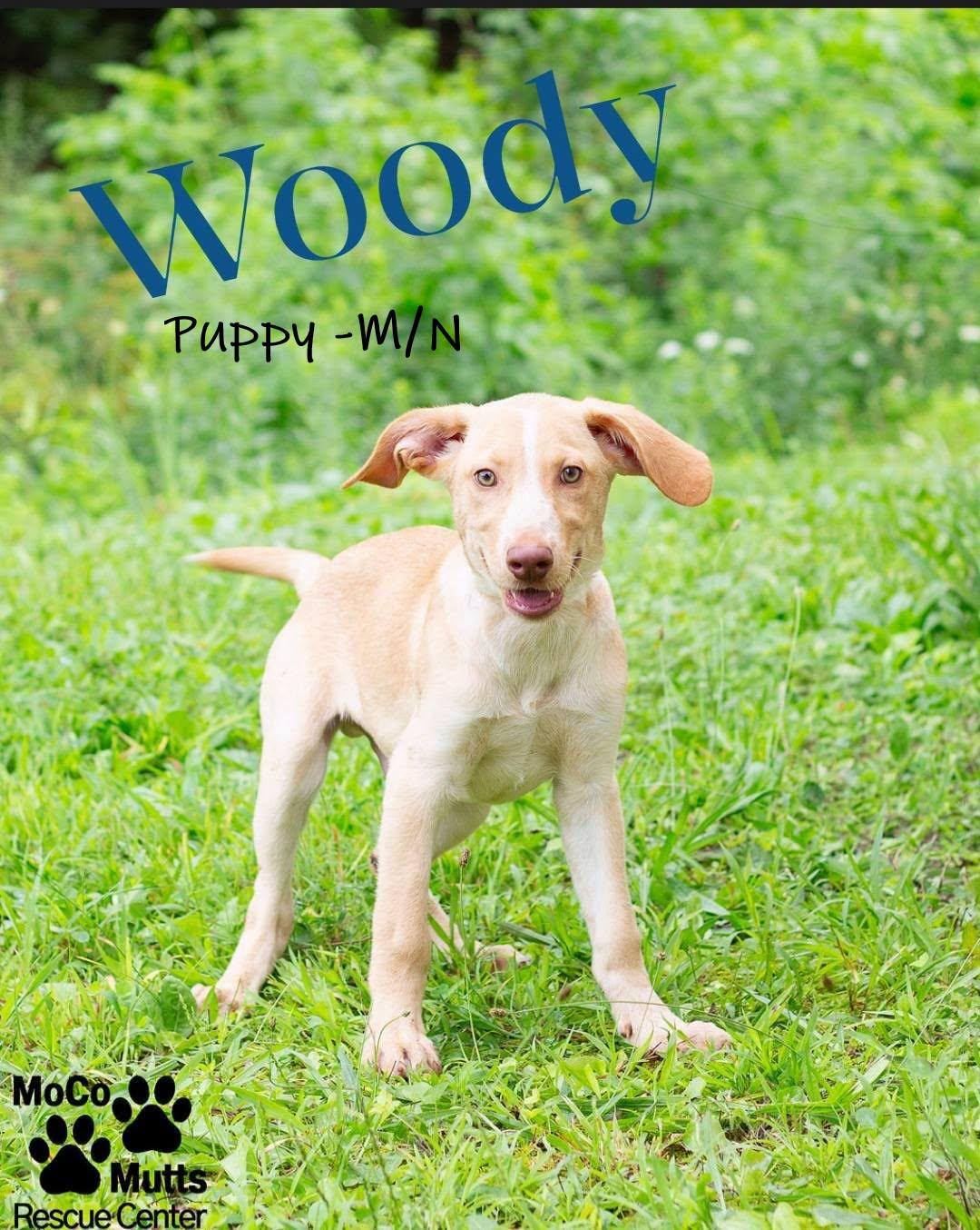 Woody, a Adoptable mixed breed in Chardon, OH image 2/6
