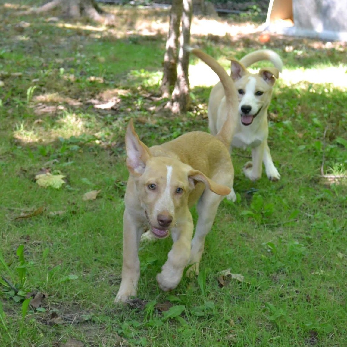 Woody, a Adoptable mixed breed in Chardon, OH image 5/6