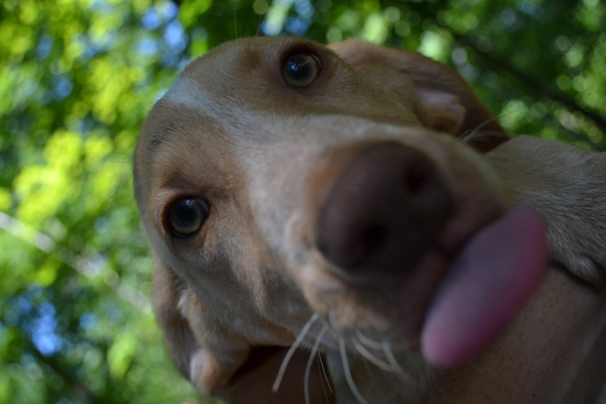 Woody, a Adoptable mixed breed in Chardon, OH image 6/6