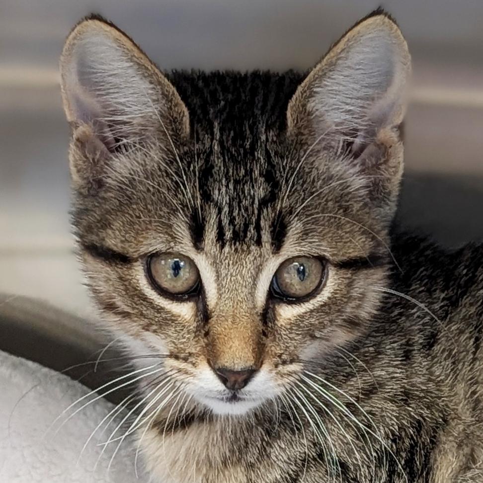 Riff - Reduced Fee, Adoptable, Kitten Male Domestic Short Hair.