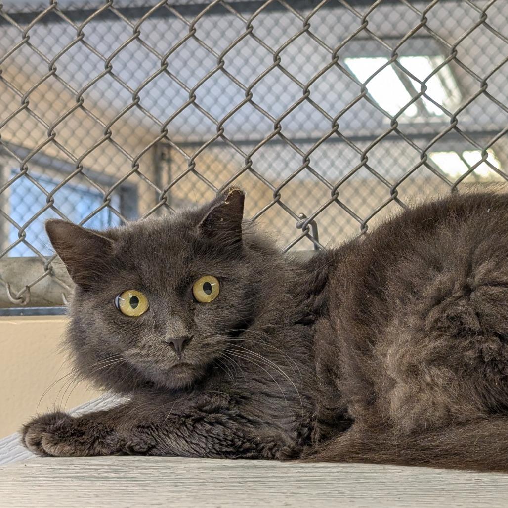 Enlarge Filet O'Fish(working cat), a Adoptable Domestic Medium Hair in Birdsboro, PA image 1/3