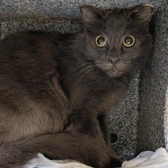 Enlarge Filet O'Fish(working cat), a Adoptable Domestic Medium Hair in Birdsboro, PA image 2/3