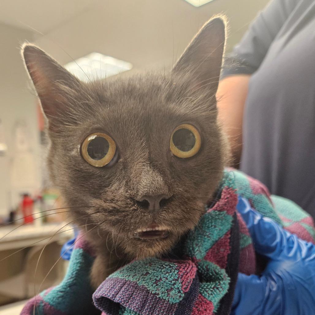 Enlarge Filet O'Fish(working cat), a Adoptable Domestic Medium Hair in Birdsboro, PA image 3/3