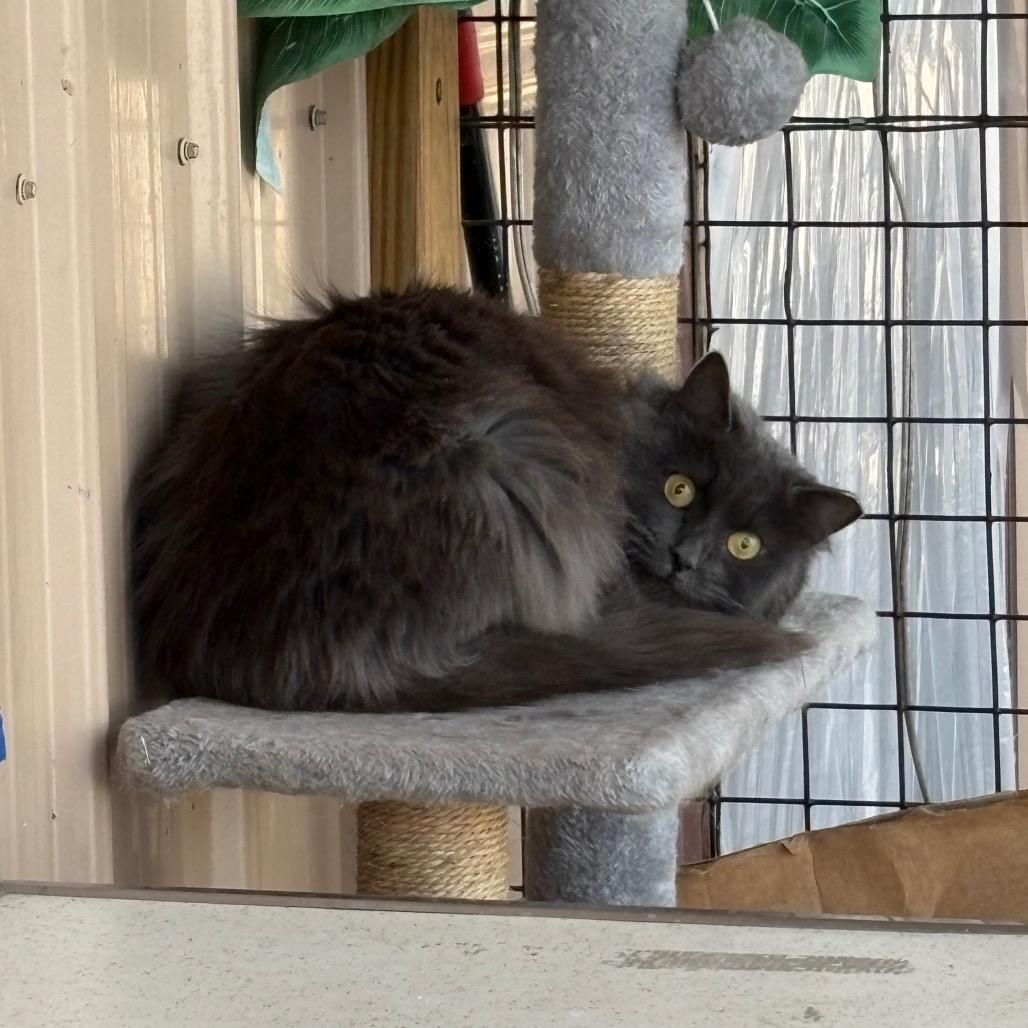 Enlarge Filet O'Fish(working cat), a Adoptable Domestic Medium Hair in Birdsboro, PA image 4/4