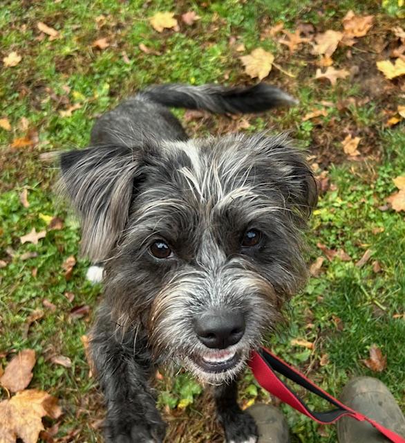 Cleo, ADOPTABLE, Adult Female Wirehaired Terrier & Schnauzer.