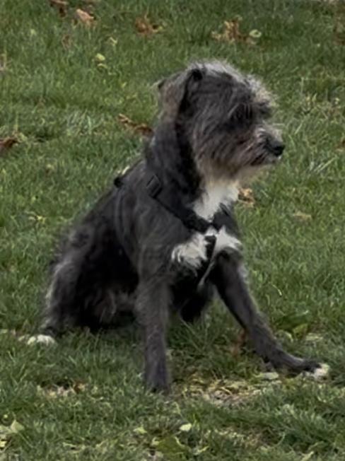 Enlarge Cleo, a ADOPTABLE mixed breed in Lafayette Hill, PA image 3/3