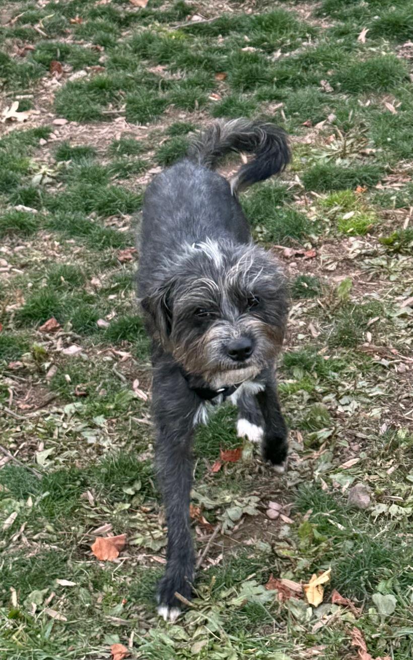 Enlarge Cleo, a ADOPTABLE mixed breed in Lafayette Hill, PA image 2/3