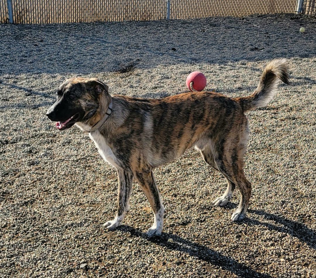 Dog for adoption Moose, a German Shepherd Dog & Anatolian Shepherd Mix in Wahpeton, ND Petfinder
