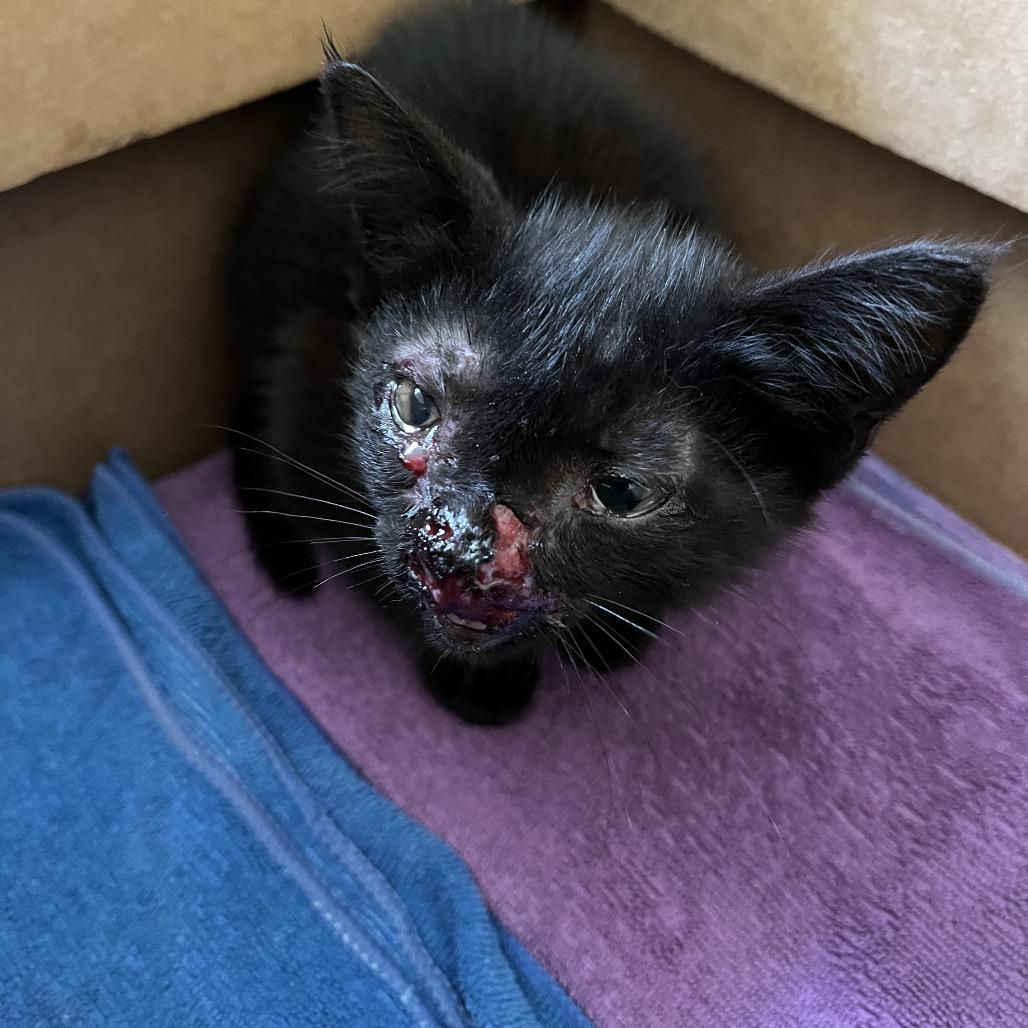 Enlarge Myra, a Adoptable Domestic Medium Hair in Dillon, SC image 1/1