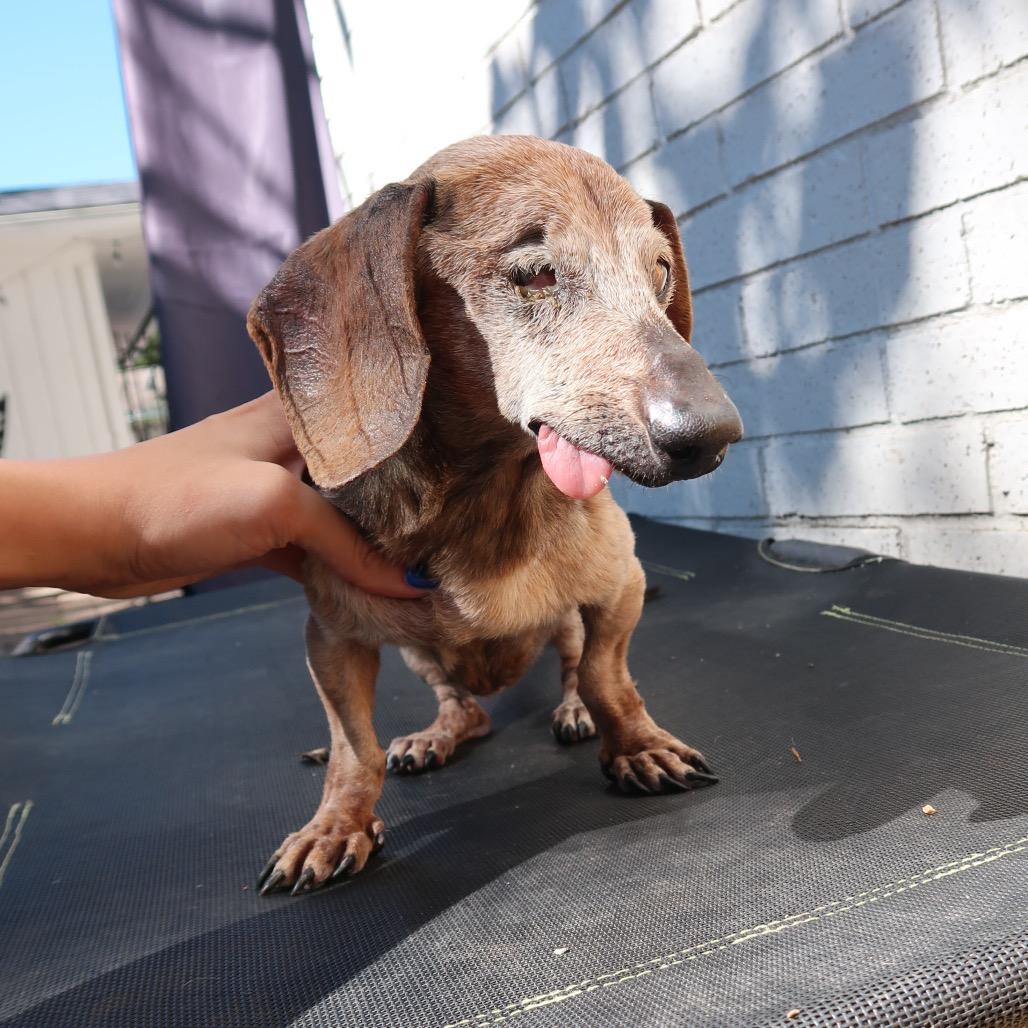 Rusty, Adoptable, Senior Male Dachshund & Mixed Breed.