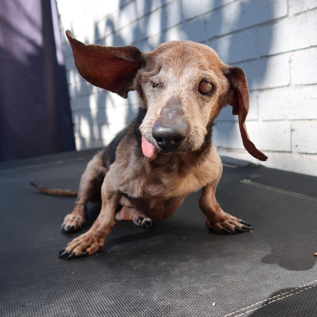 Rusty, a Adoptable mixed breed in Tallahassee, FL image 5/6