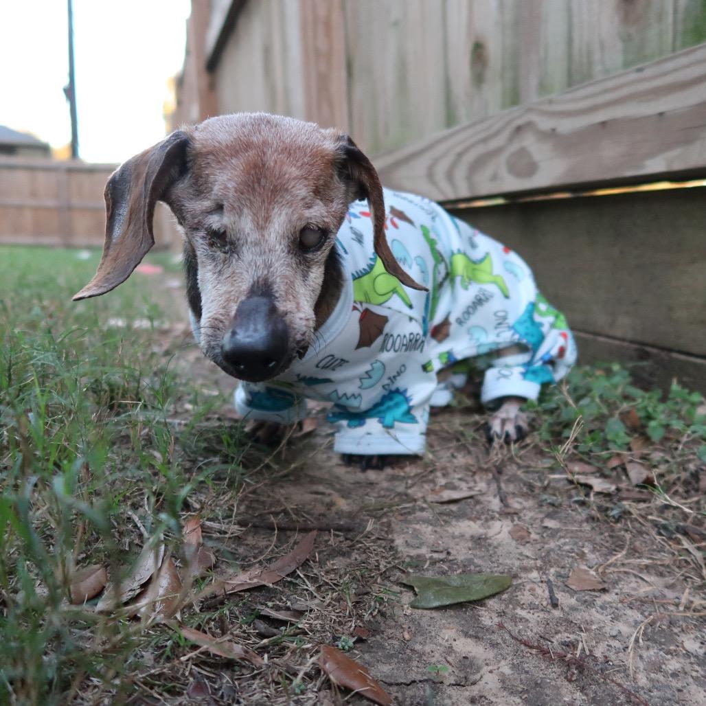 Rusty, a Adoptable mixed breed in Tallahassee, FL image 6/6