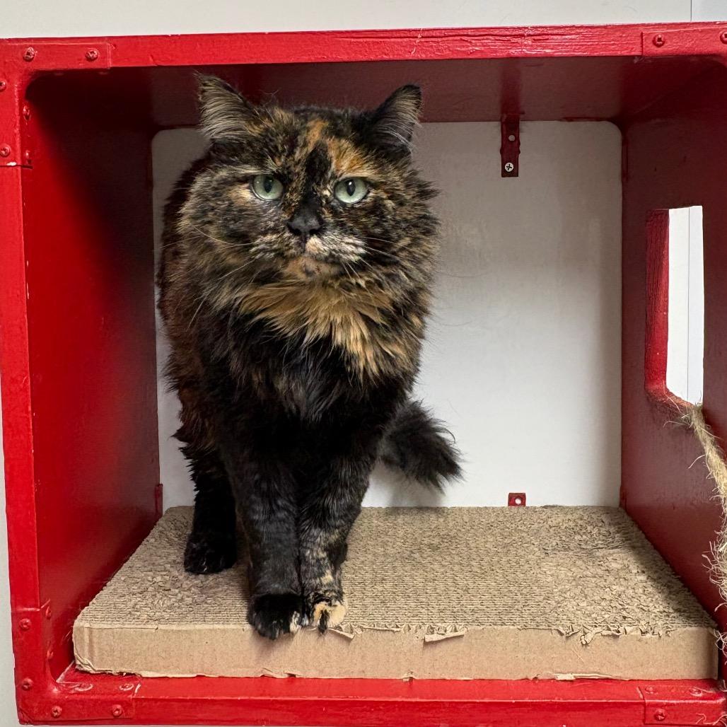 Calliope, a Adoptable Domestic Long Hair in Springfield, IL image 1/4