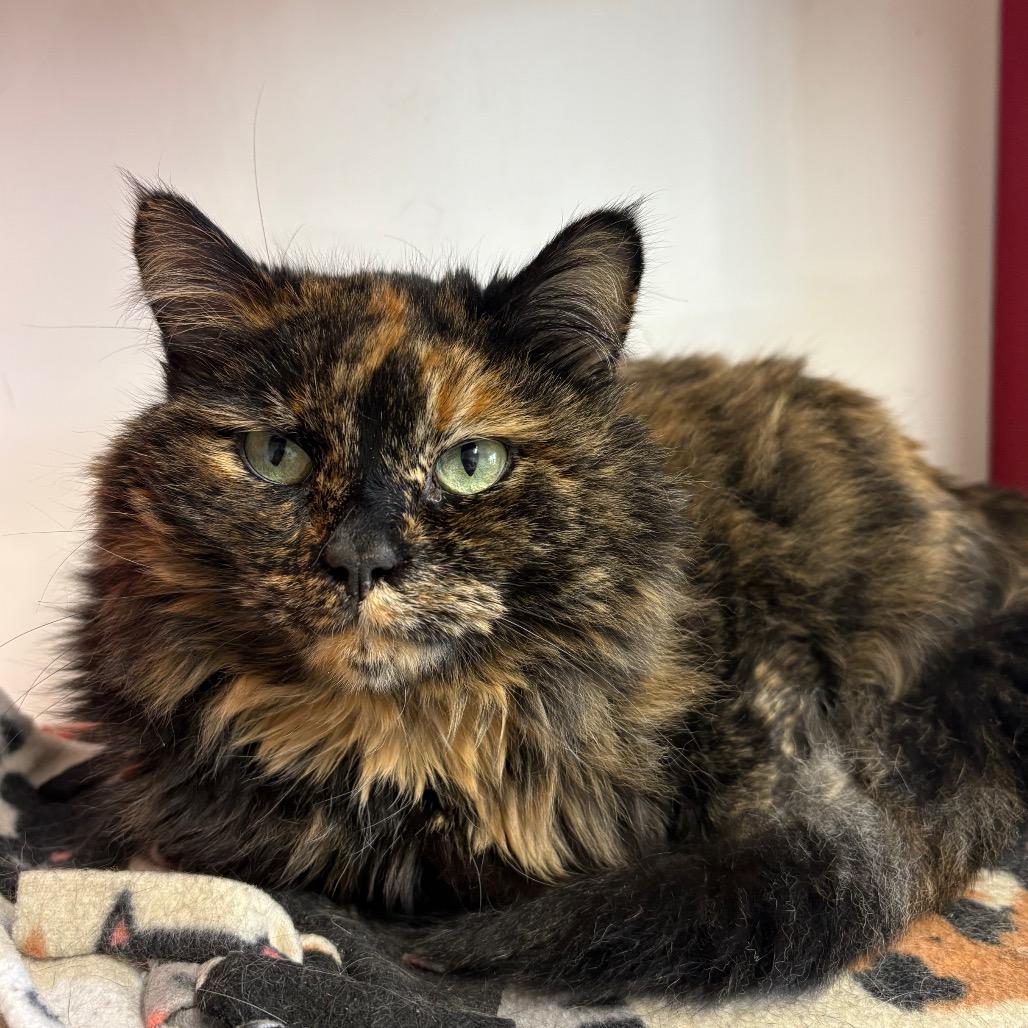 Calliope, a Adoptable Domestic Long Hair in Springfield, IL image 2/4