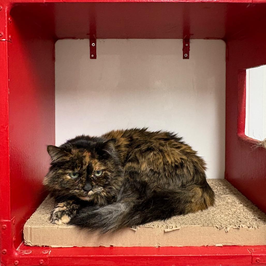 Calliope, a Adoptable Domestic Long Hair in Springfield, IL image 3/4