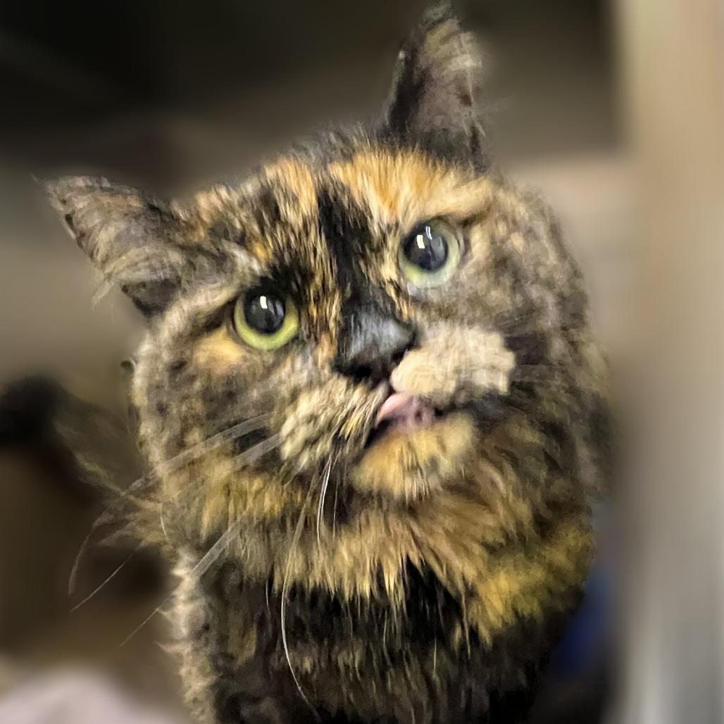 Calliope, a Adoptable Domestic Long Hair in Springfield, IL image 4/4