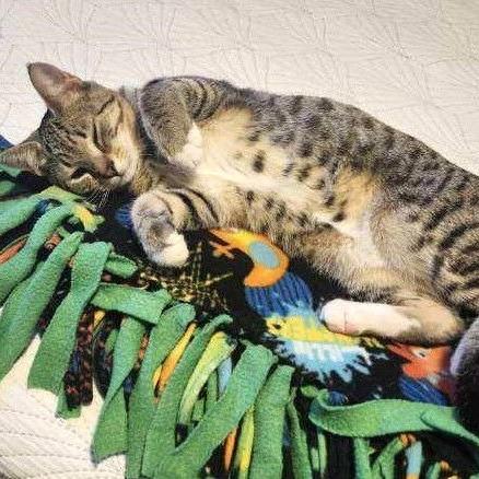 Alfalfa, a Adoptable Domestic Short Hair in Milbank, SD image 2/4