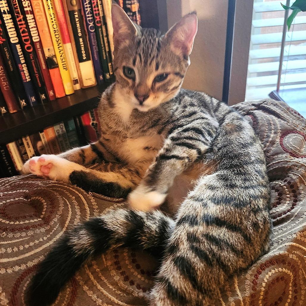 Alfalfa, a Adoptable Domestic Short Hair in Milbank, SD image 3/4