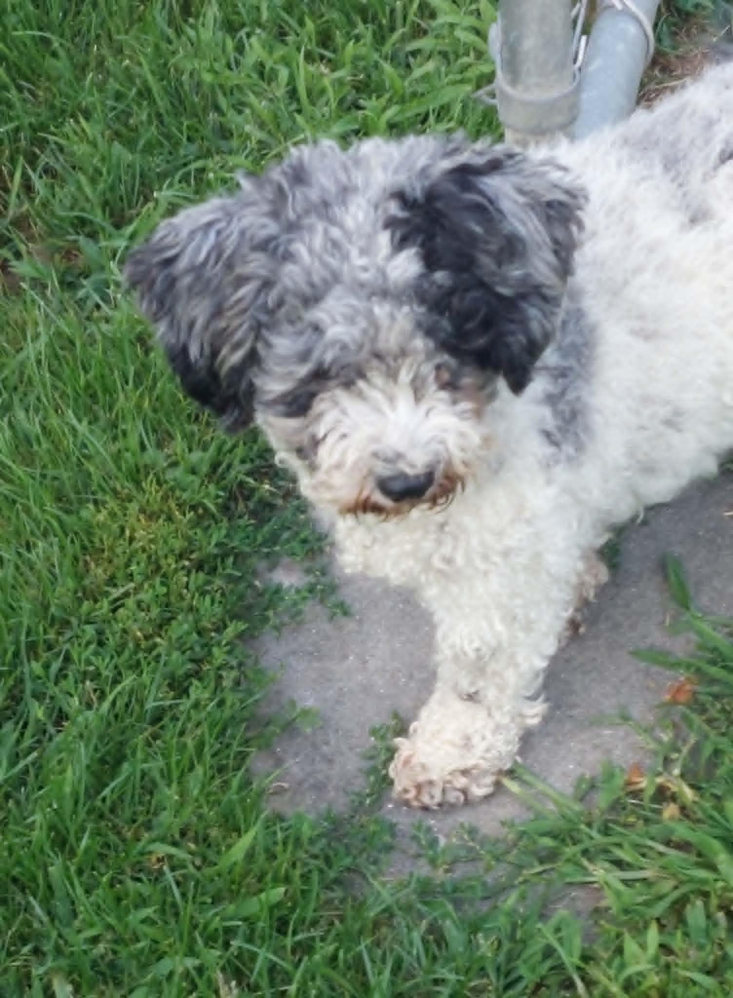 Enlarge Sophie, a ADOPTABLE Miniature Poodle in Conesus, NY image 4/5