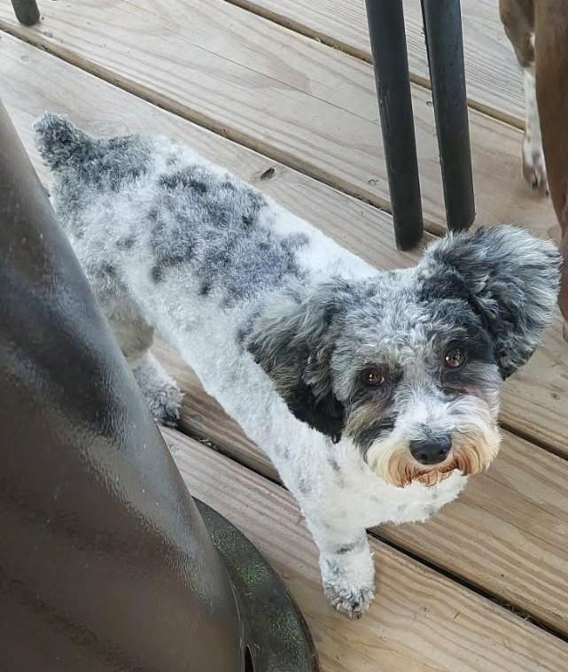 Enlarge Sophie, a ADOPTABLE Miniature Poodle in Conesus, NY image 1/5