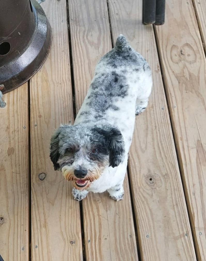 Enlarge Sophie, a ADOPTABLE Miniature Poodle in Conesus, NY image 2/5