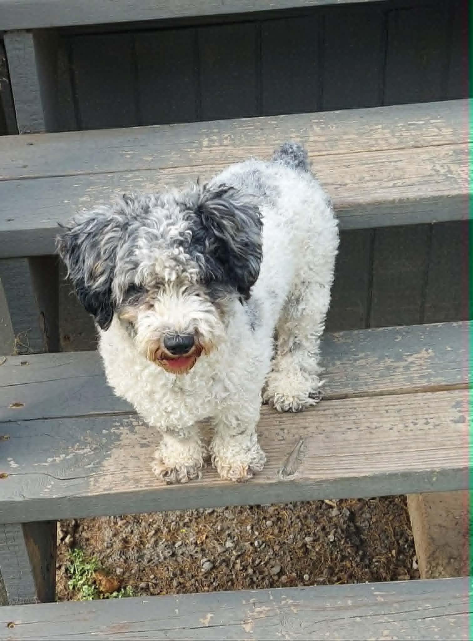 Enlarge Sophie, a ADOPTABLE Miniature Poodle in Conesus, NY image 5/5