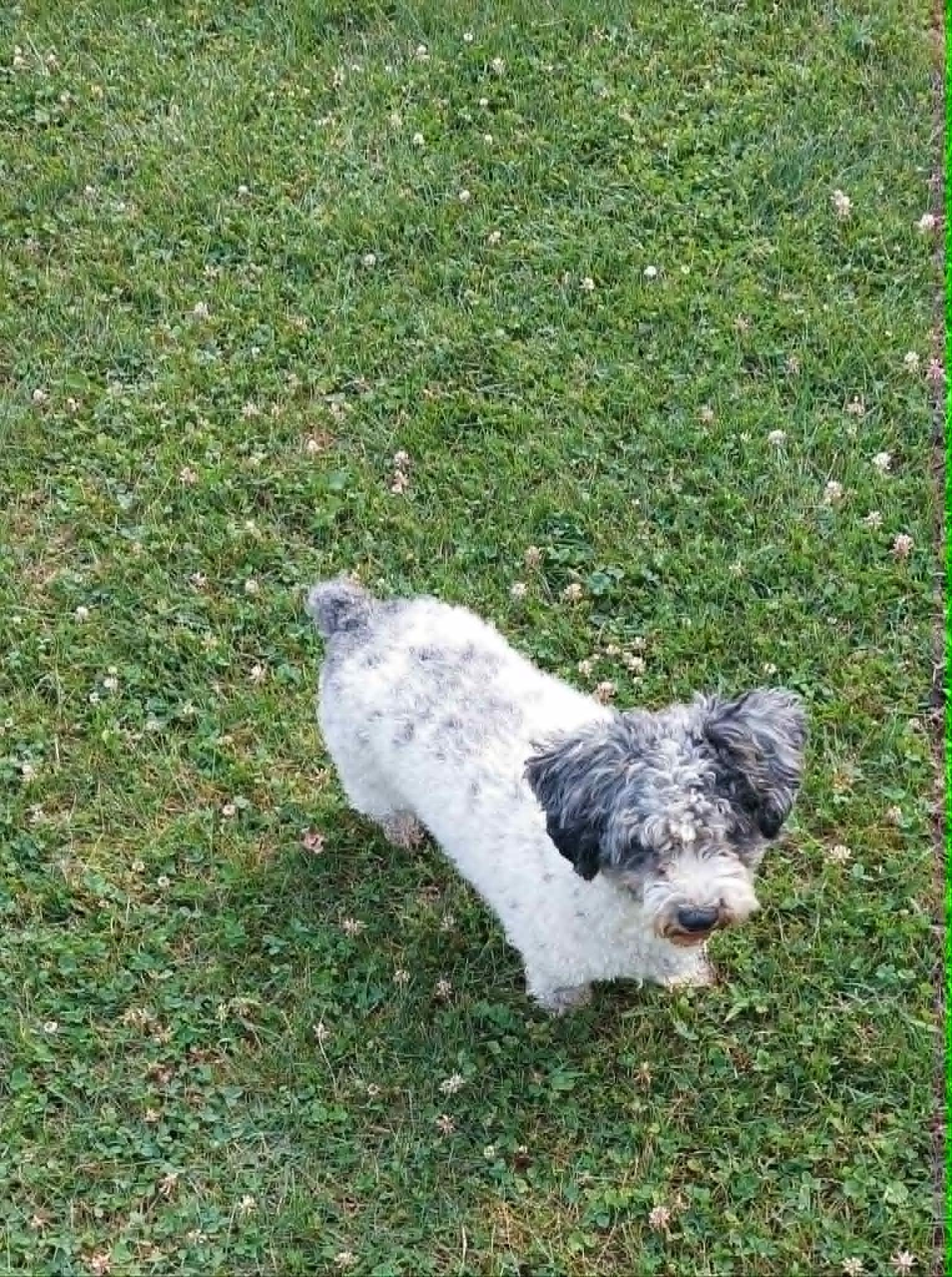 Enlarge Sophie, a ADOPTABLE Miniature Poodle in Conesus, NY image 3/5