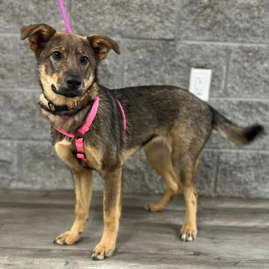Enlarge Carly II, a Adoptable Shepherd in Mount Pleasant, TX image 2/5
