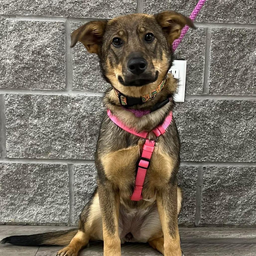 Enlarge Carly II, a Adoptable Shepherd in Mount Pleasant, TX image 4/5