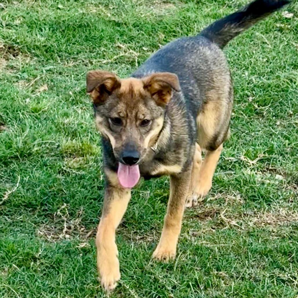 Enlarge Carly II, a Adoptable Shepherd in Mount Pleasant, TX image 5/5