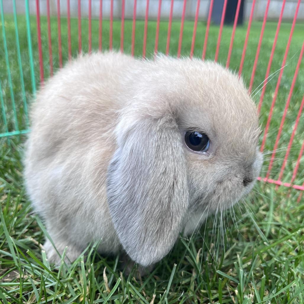 Enlarge Willy, a Adoptable Holland Lop in Brookfield, WI image 1/1