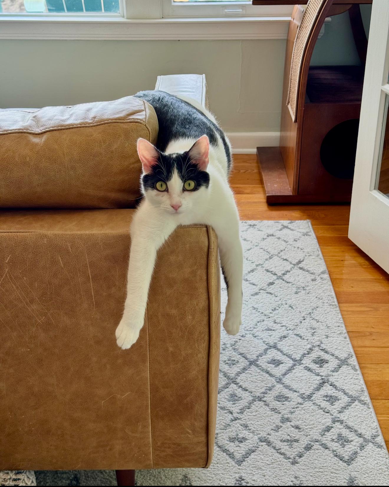 Enlarge DJ , a ADOPTABLE Domestic Short Hair in Chattanooga, TN image 4/6