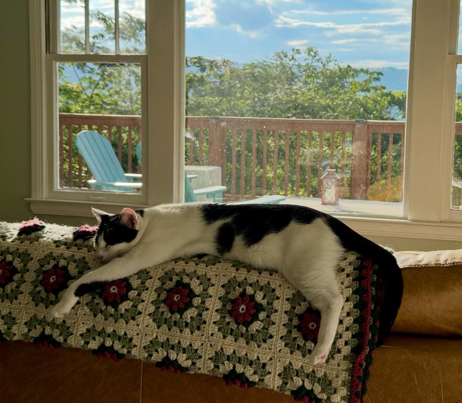 Enlarge DJ , a ADOPTABLE Domestic Short Hair in Chattanooga, TN image 2/6