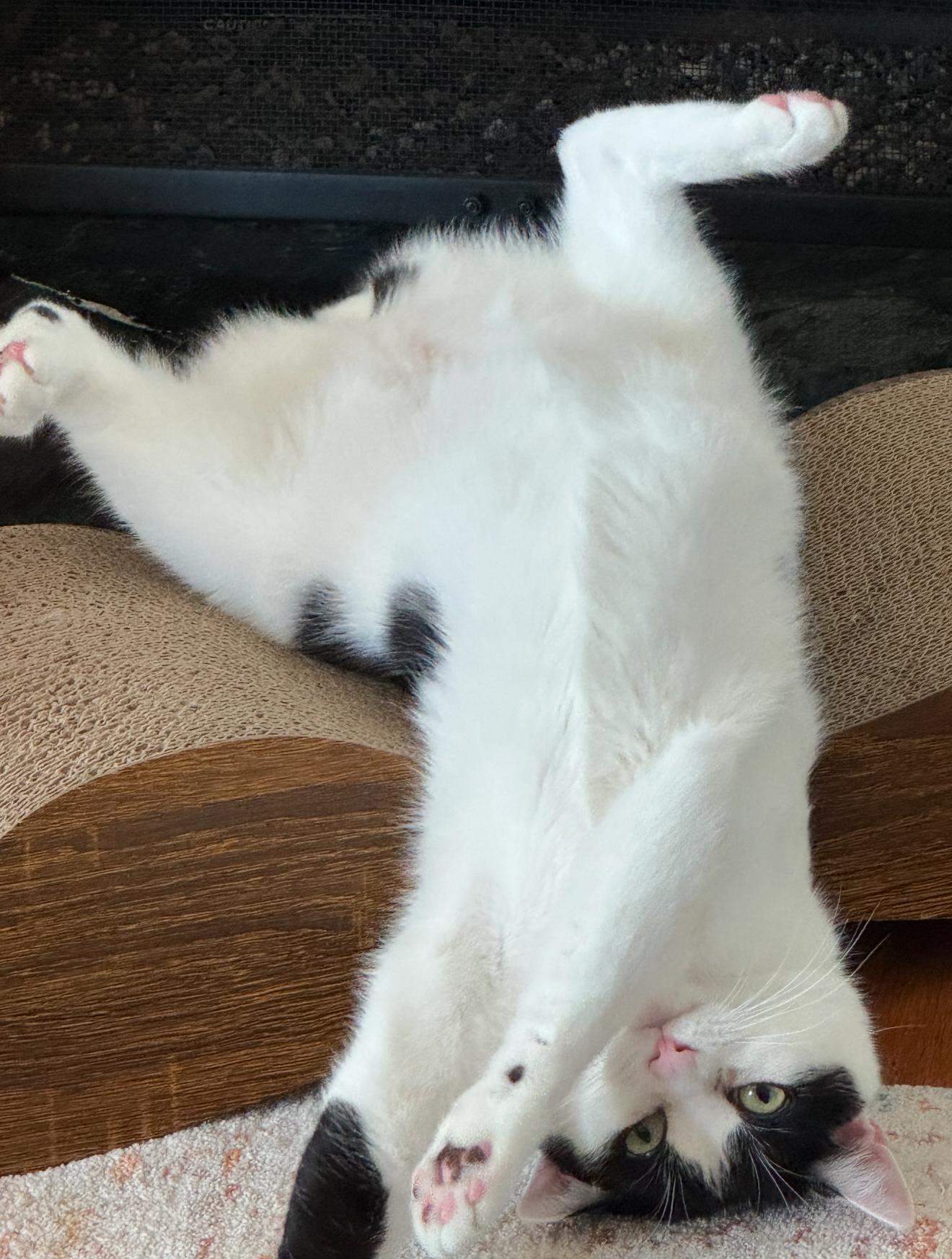 Enlarge DJ , a ADOPTABLE Domestic Short Hair in Chattanooga, TN image 1/6