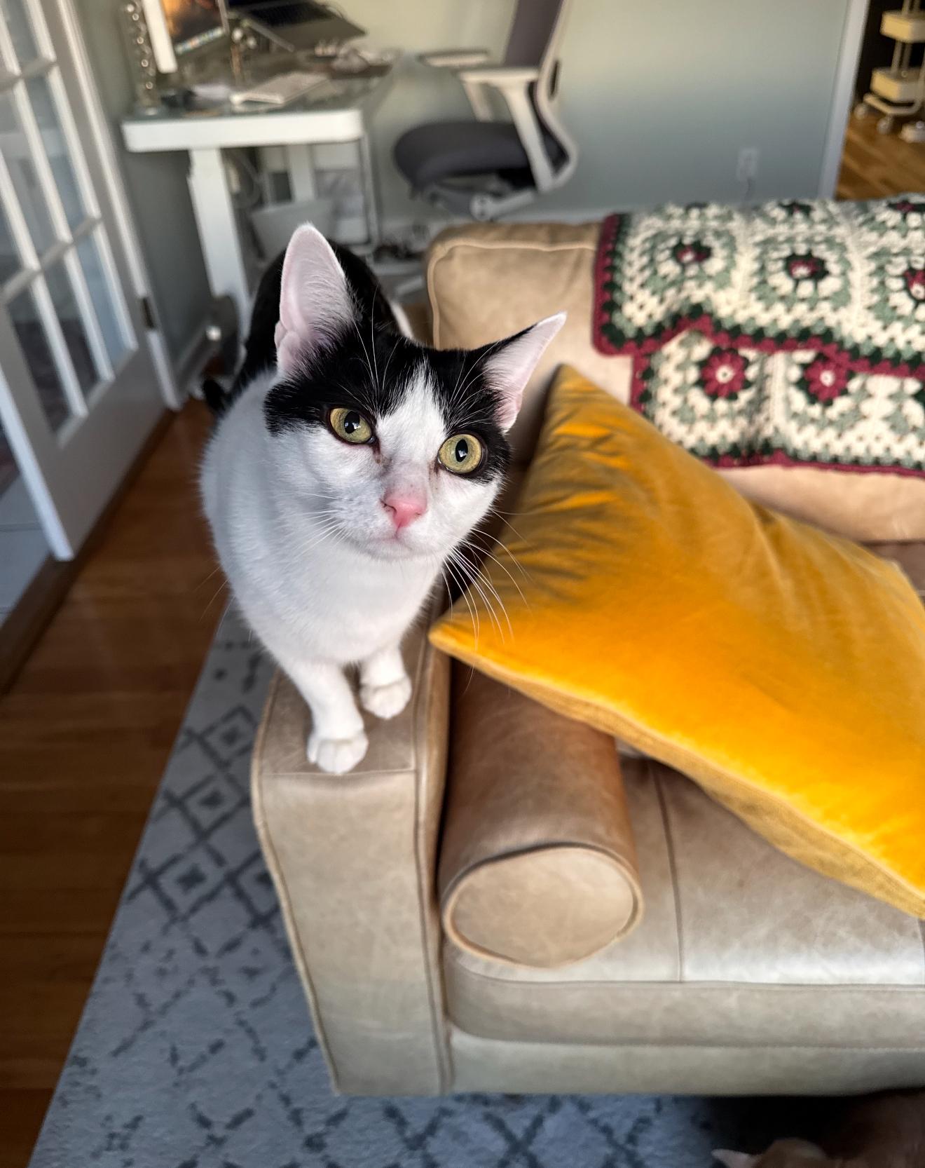 Enlarge DJ , a ADOPTABLE Domestic Short Hair in Chattanooga, TN image 6/6