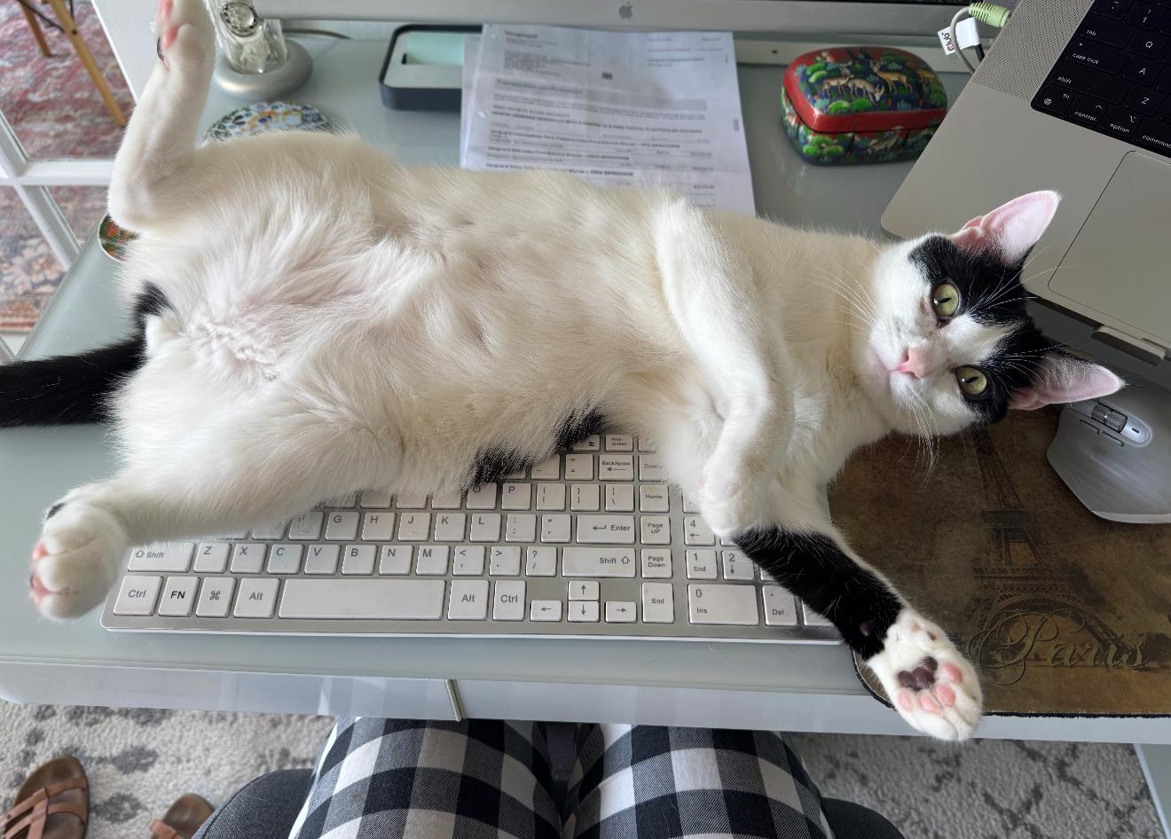 Enlarge DJ , a ADOPTABLE Domestic Short Hair in Chattanooga, TN image 3/6