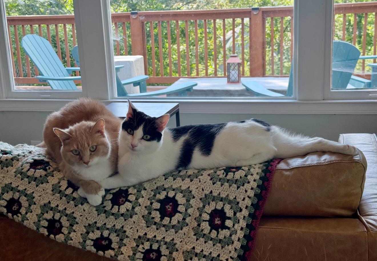 Enlarge DJ , a ADOPTABLE Domestic Short Hair in Chattanooga, TN image 5/6