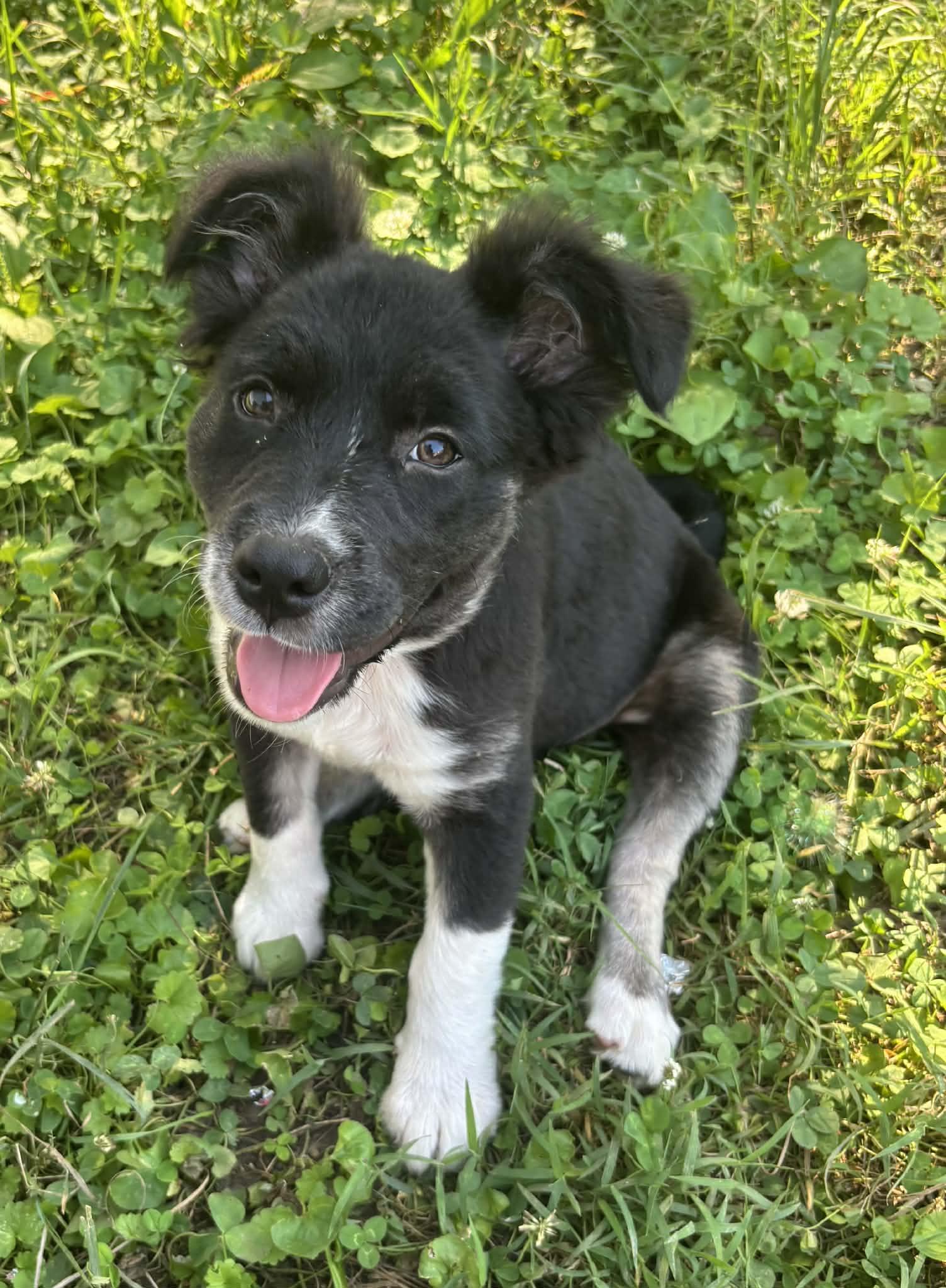 Dipper, Adoptable, Puppy Female Border Collie.