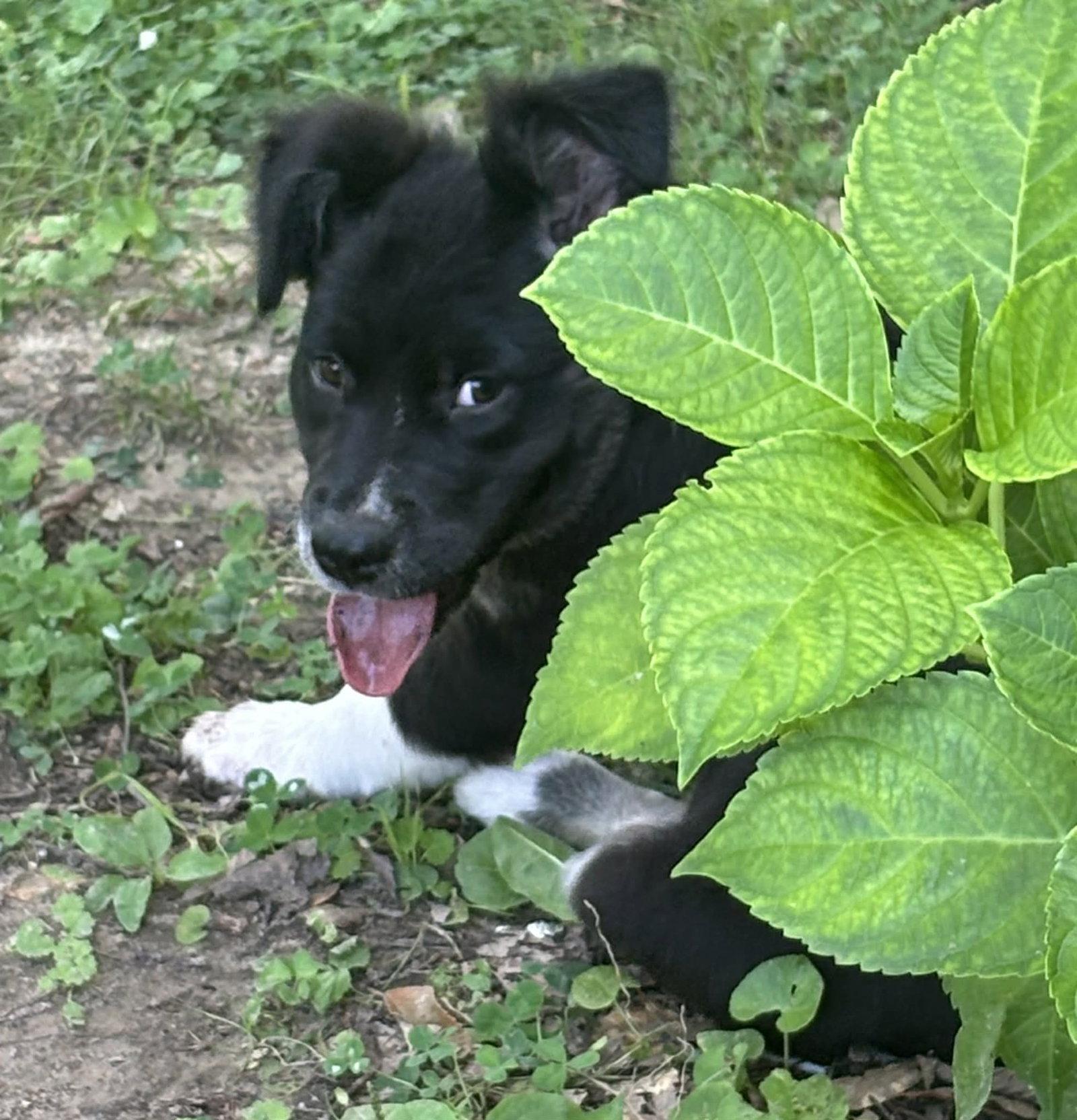 Enlarge Dipper, a Adoptable Border Collie in Croydon, NH image 2/3