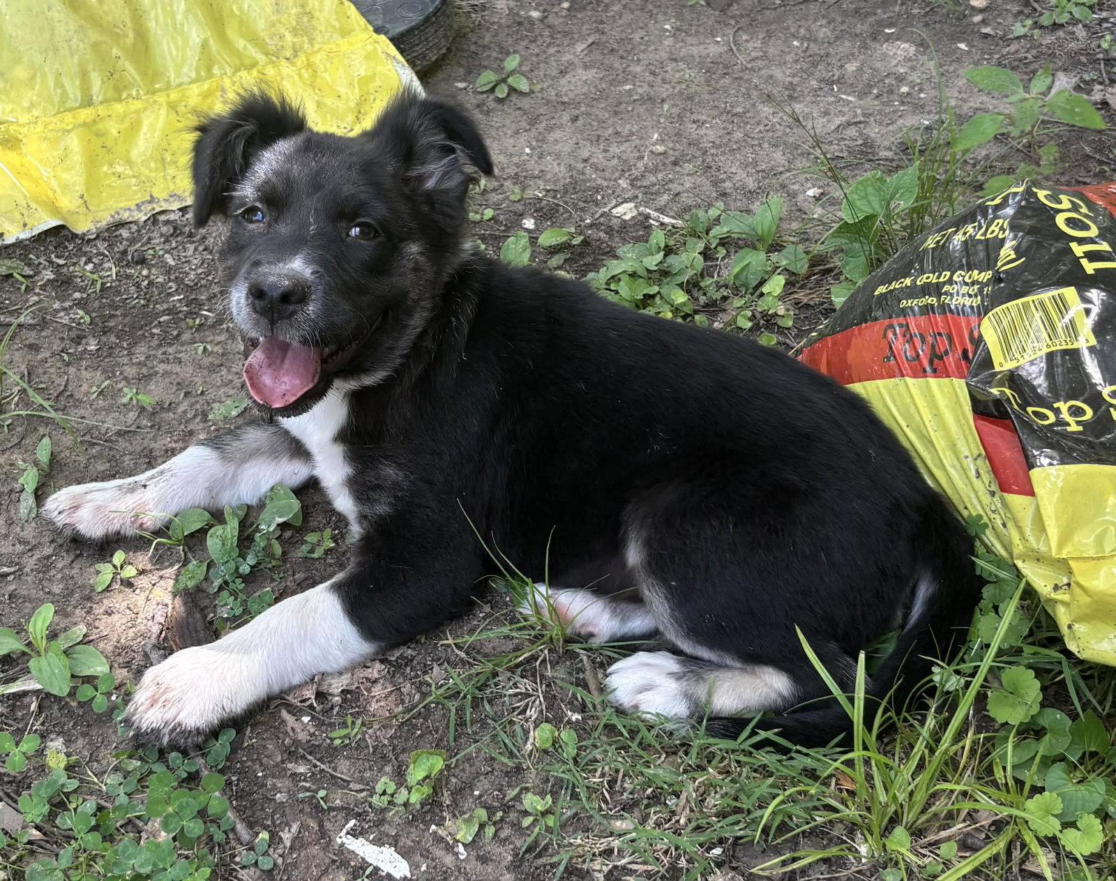 Enlarge Dipper, a Adoptable Border Collie in Croydon, NH image 3/3