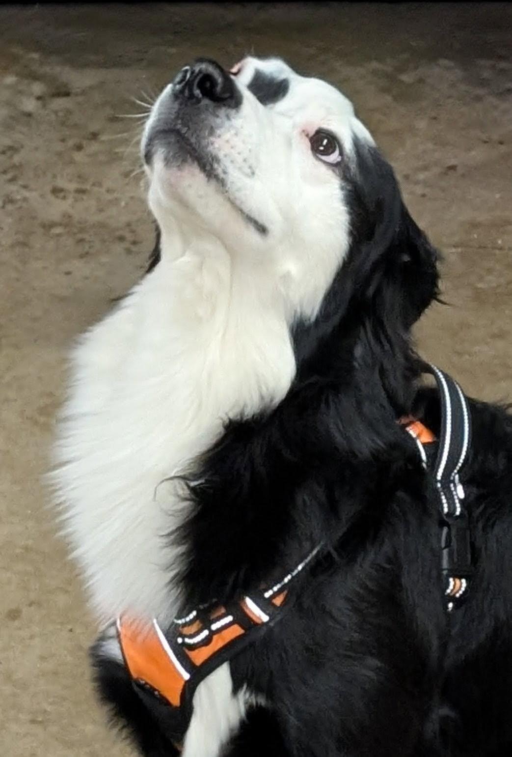 Enlarge Morris, an adopted mixed breed in Barrington Hills, IL image 3/4