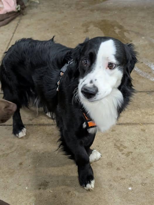 Morris, ADOPTABLE, Adult Male Australian Shepherd & Basset Hound.